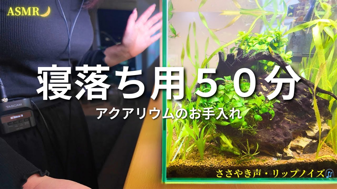 【ASMR】寝落ち用50分🌙ささやきながらアクアリウムを丁寧にお手入れします｜ リップノイズたっぷり