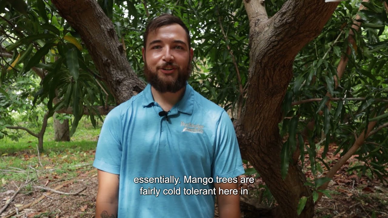 Growing Mangoes w/Seth! Brevard County, Rockledge Gardens Florida.