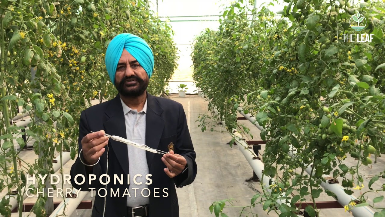 Hydroponic Cherry Tomatoes using Nutrient Film Technique (NFT)