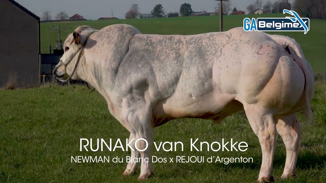 RUNAKO van Knokke 01-2023