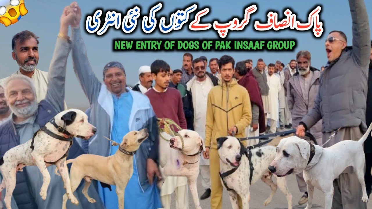 New Entry Of Dogs Of Pak Insaaf Group || Blockbuster Party In Dadyal Azad Kashmir