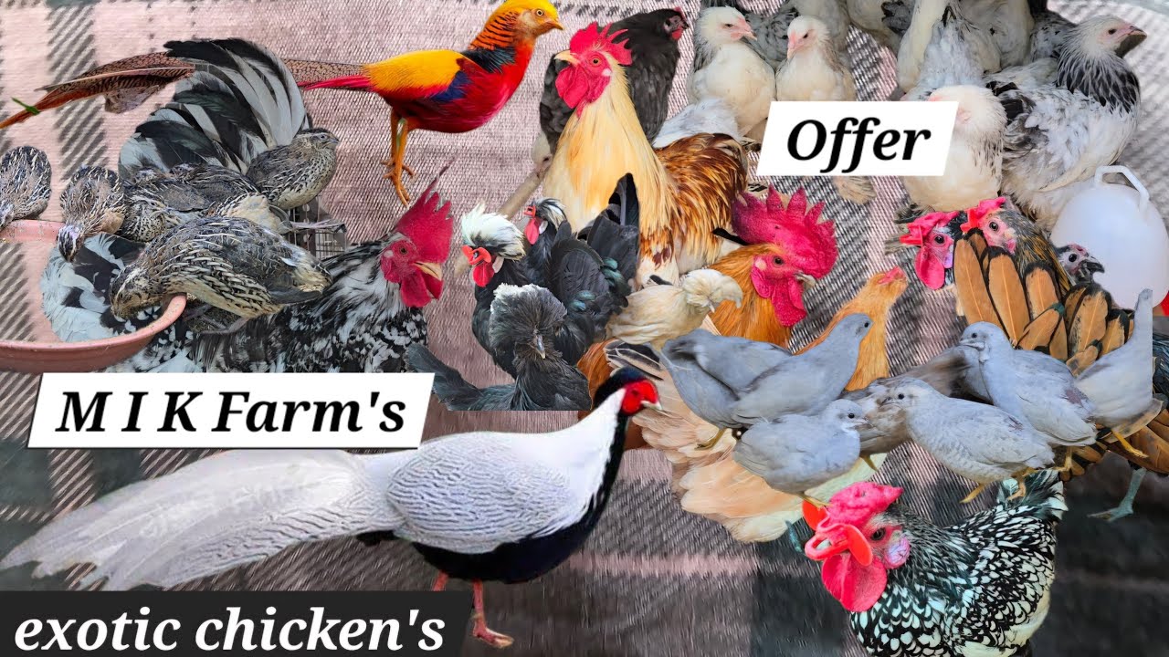 Exotic bird's available in Hyderabad at MIK farm's | pheasant | quail bird's | Turkish & Japanese 🐦