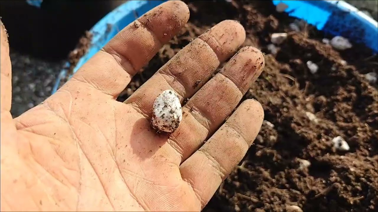 2025 Recap... 2026 Cannabis Farming Winter Season Preparation..