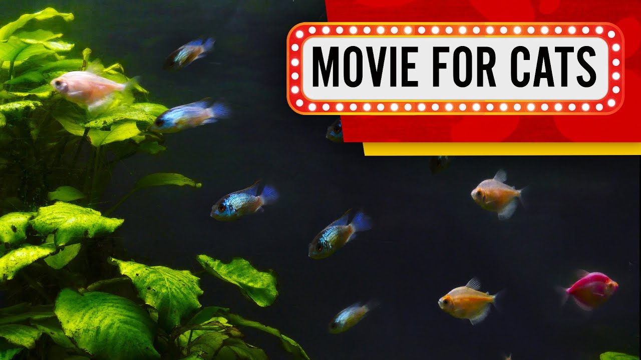 Movie for Cats - Aquarium with a huge plant (Video for cats to watch) 4k