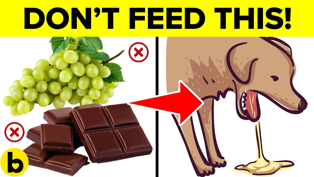 9 COMMON Foods That Will Kill Your Dog! - Keep These Away ⚠️