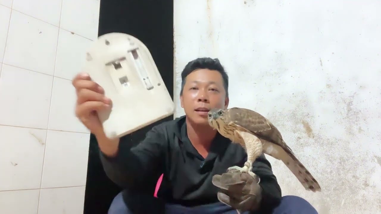 👉Tập 2	“Bí quyết ép cân chim ưng đúng cách – Chim săn nhanh nhẹn hơn!”#chimsanmoi 