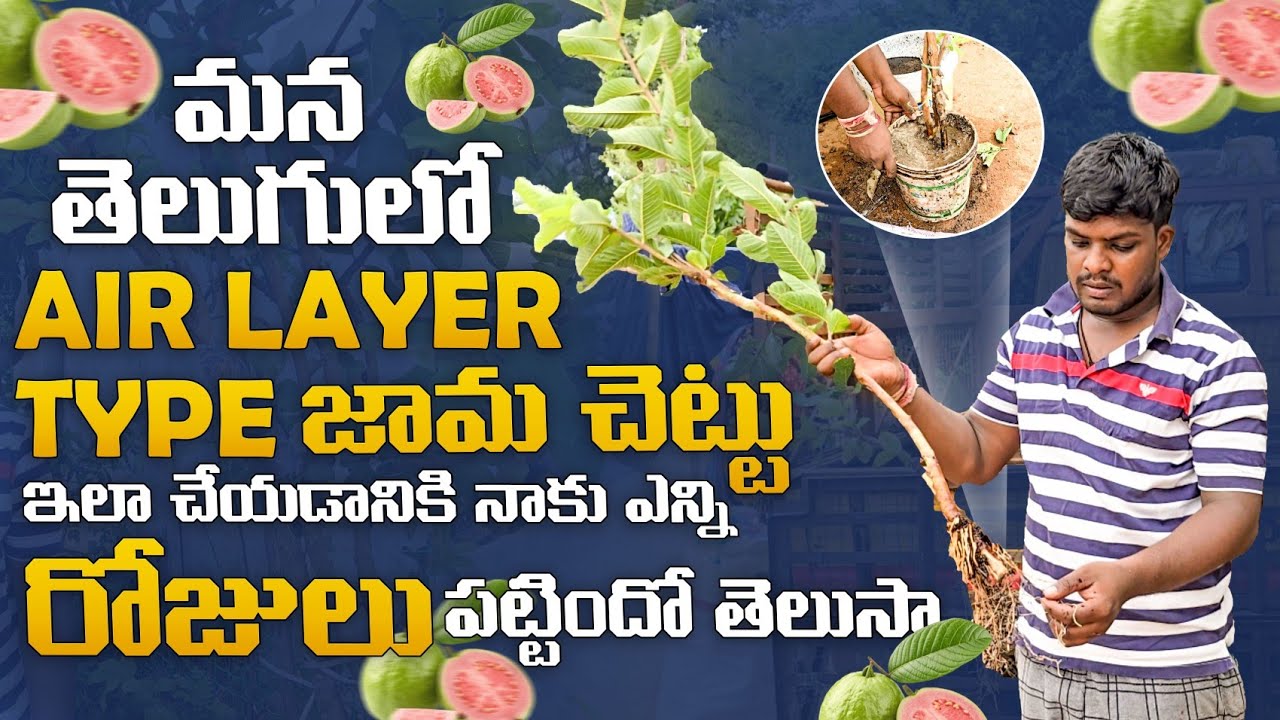 జామ చెట్టు కు అంటూ కట్టడం ఎలా Part 1 | Air layer Guava Jaama Grafted Videos Telugu