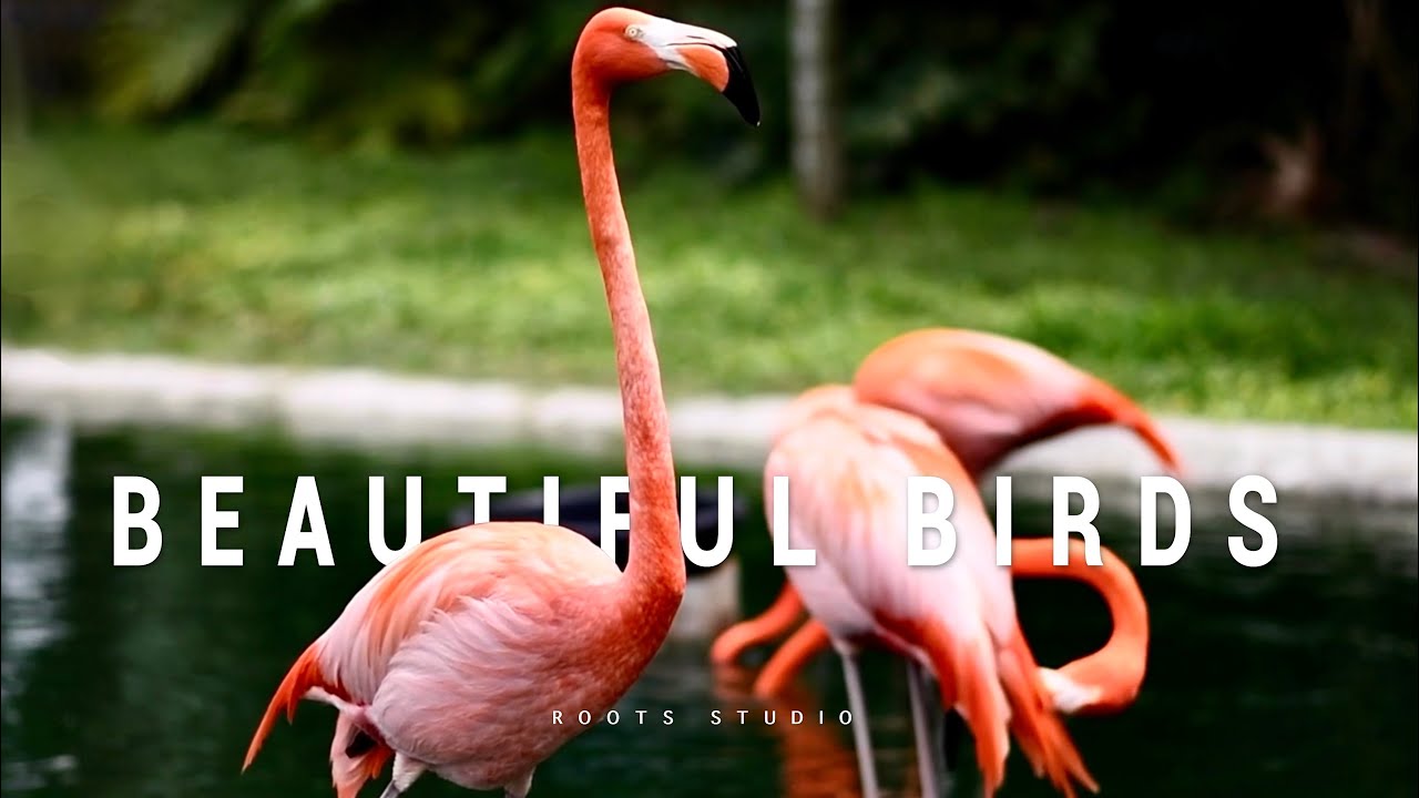 Beautiful Birds Scenes With Relaxing Piano Music - Stunning Nature 4K