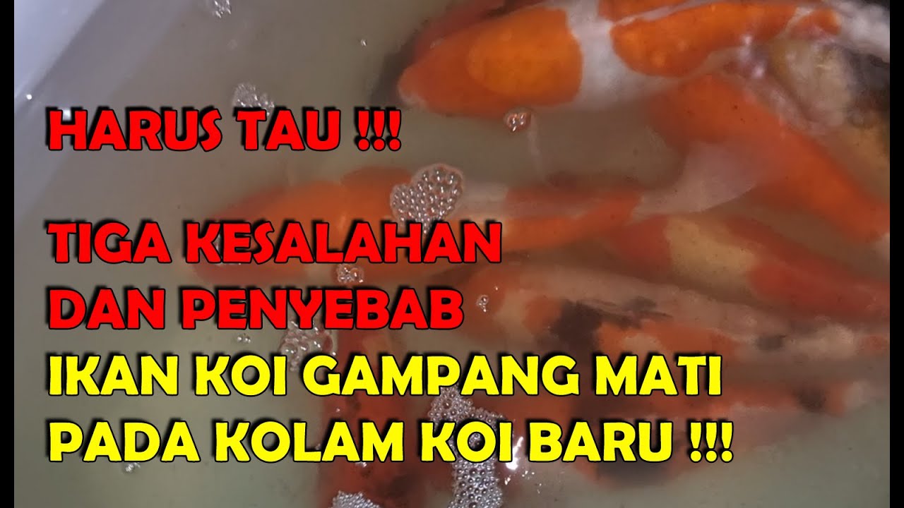 TIGA KESALAHAN DAN PENYEBAB IKAN KOI GAMPANG SAKIT DAN MATI
