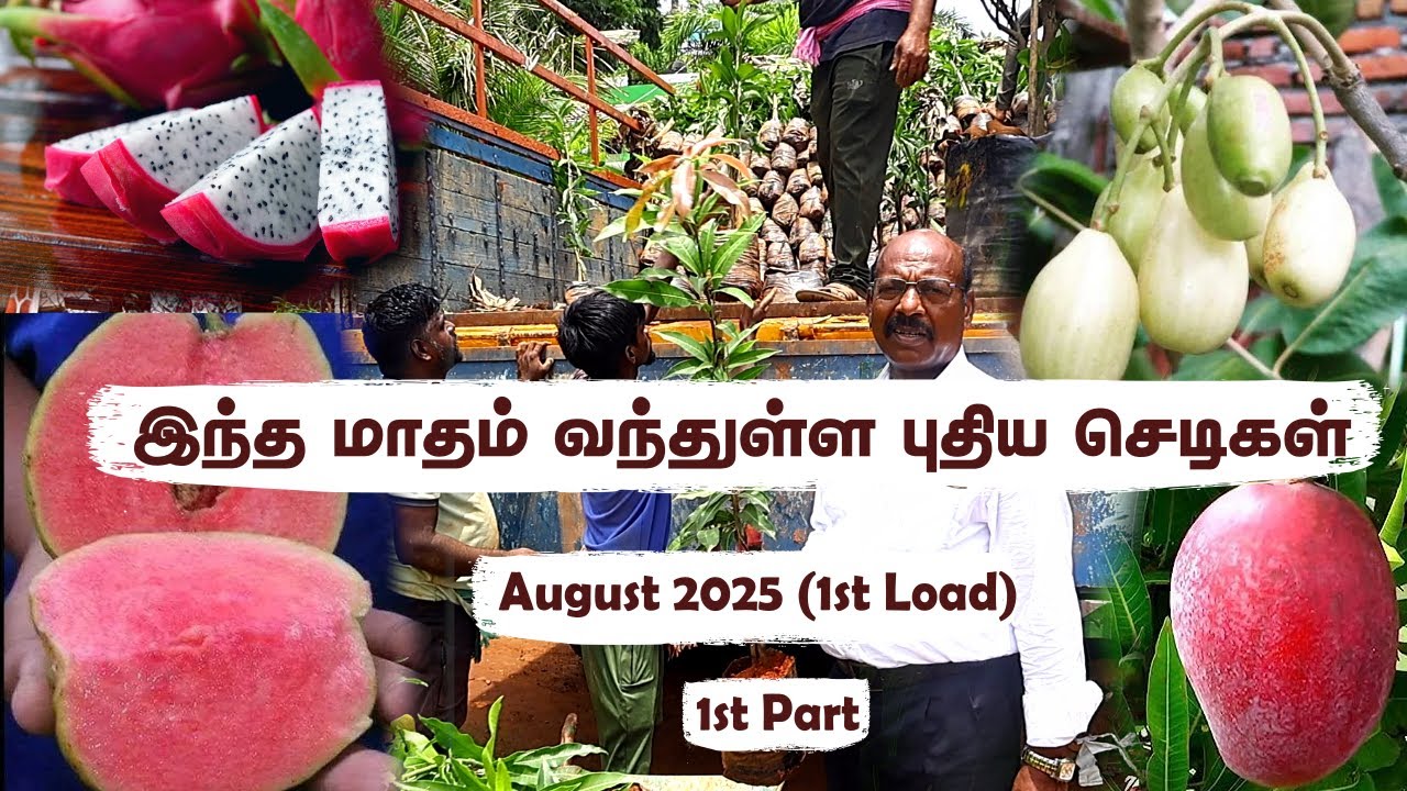 🍋 August Super Collection🌿இனிப்பு Narthai முதல் Imam Pasand வரை! Rare Tree Restock with Live Fruits😍