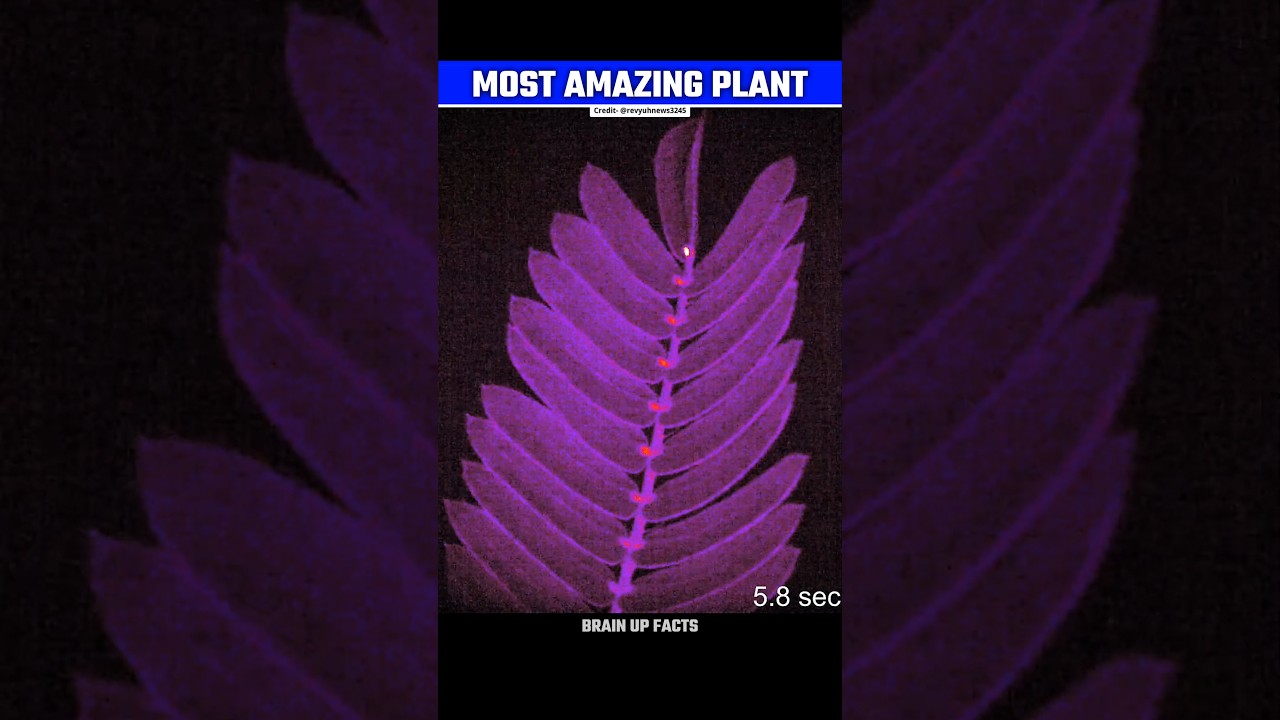 Most Amazing Plant☘️😱