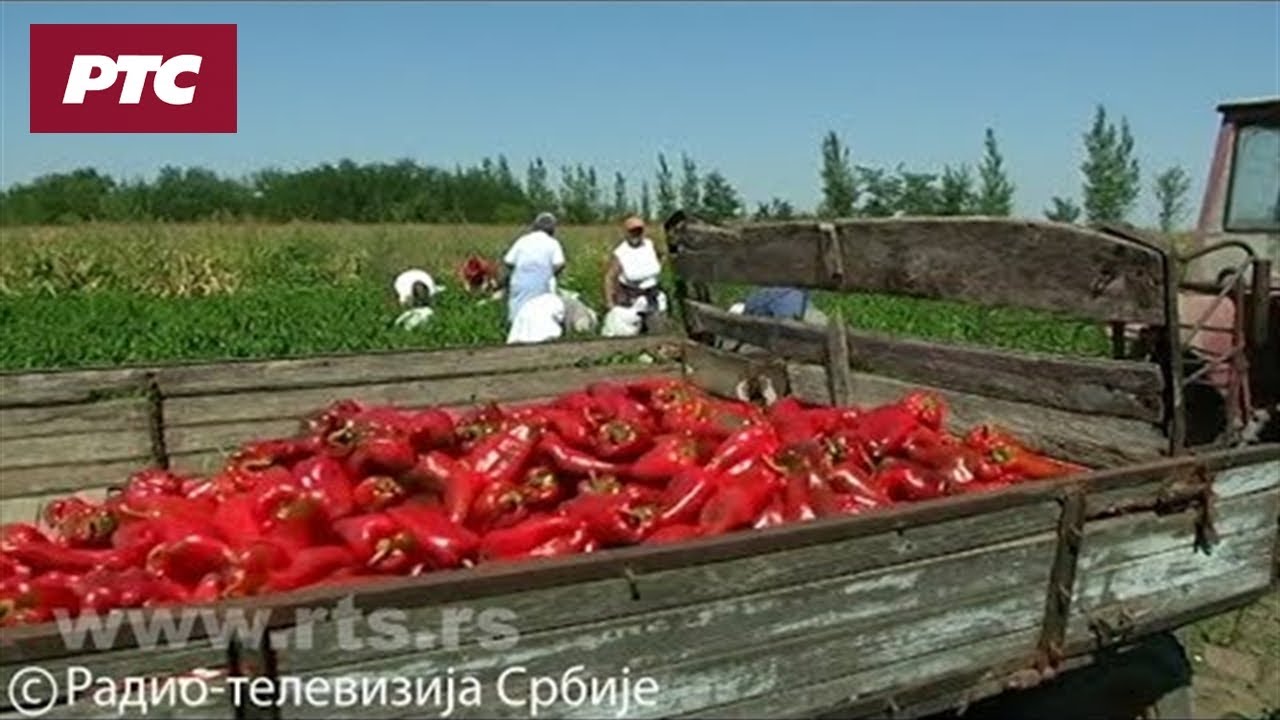Ruski Krstur – bačko selo koje živi od paprike