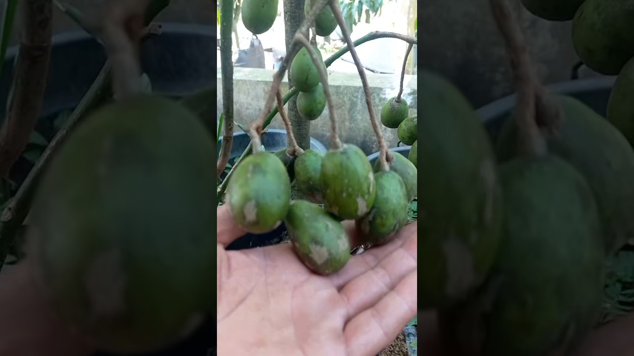 buah kedondong #fyp #shorts #buah #kedondong