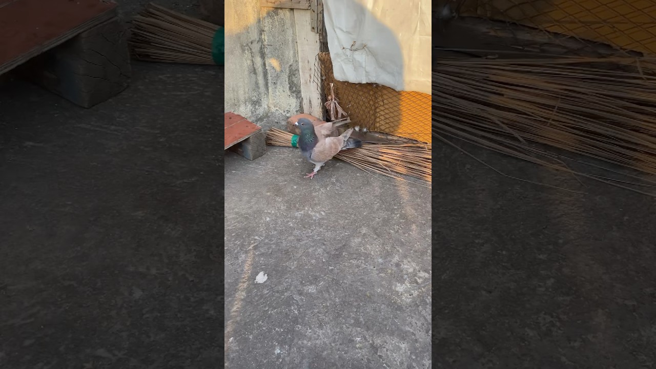 Shikar🫥🫥#pigeon #golekabutar #birdspecies #youtubeshorts