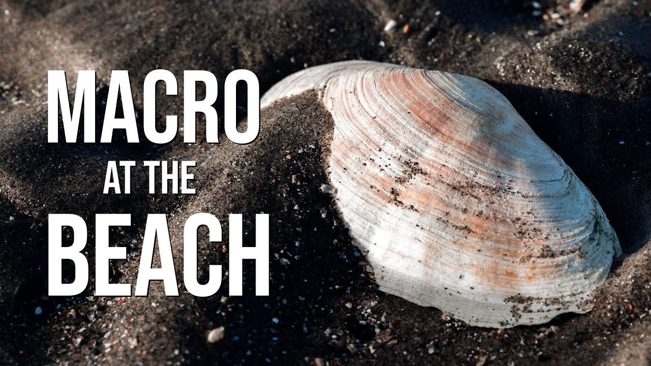 Macro at the beach: Tips, ideas and composition tutorial
