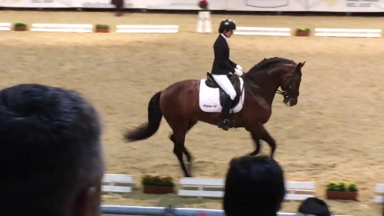 Winner of 6 yr final Copa ANCCE (PRE) SICAB 2017 - 82,60