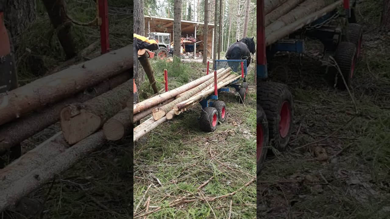 Skogskörning med Nordsvensk brukshäst