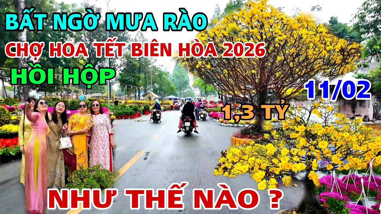 HỒI HỘP MAI TẾT 2026 TẠI BIÊN HÒA SAU KHI BẤT NGỜ CƠN MƯA RÀO ĐỔ XUỐNG GIÁ MAI MỚI NHẤT HÔM NAY. 