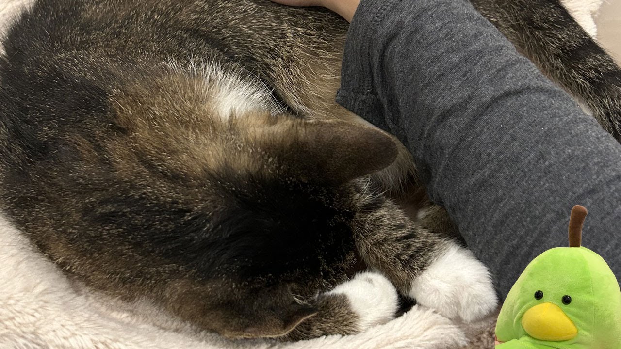 My first day and first time Fostering a Cat + Channel Update! ( Thank you for the 500 Subs !! )
