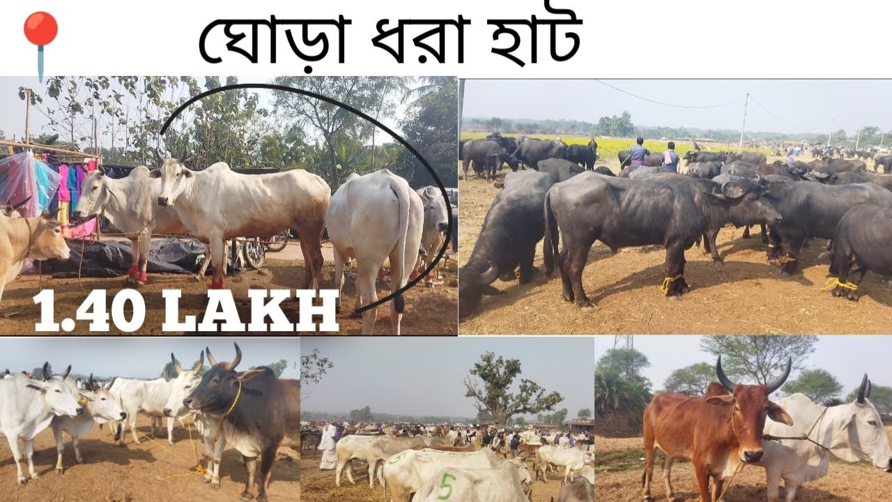 বাঁকুড়া ঘোড়াধরা হাট | Bankura ghoradhara hat  | Bankura ghoradhara cow ,buffalo market | 
