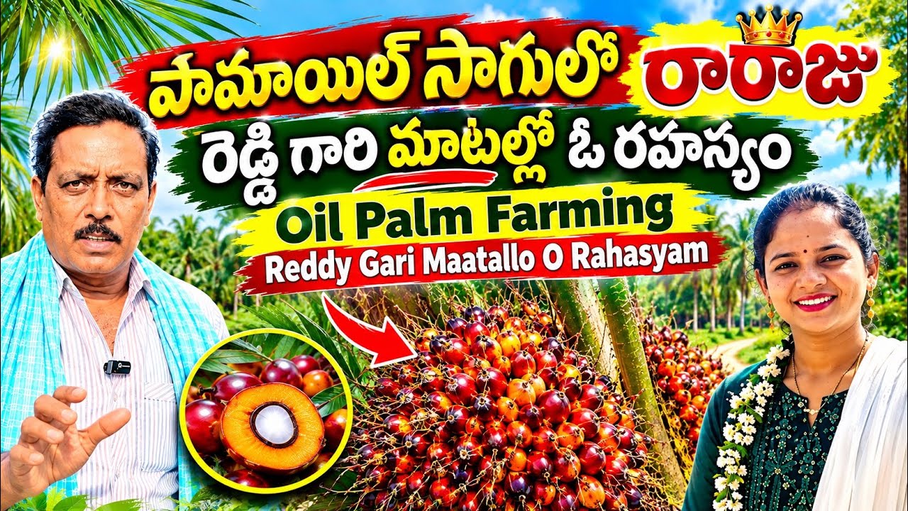 పామాయిల్ సాగులో రారాజు | రెడ్డి గారి మాటల్లో ఓ రహస్యం | 30 నెలలకే హార్వెస్టింగ్ | ఎలా సాధ్యం,Oilpalm