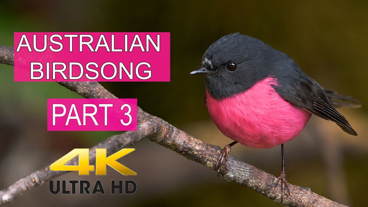 AUSTRALIAN BIRDSONG PART 3. A celebration of the wonderful songs and sounds of Australian Birds.
