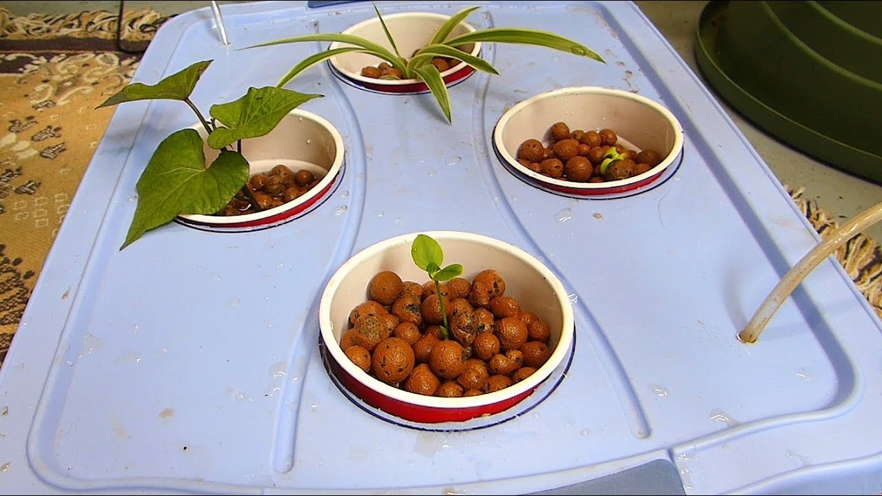 Mini Hydroponics Experiment!
