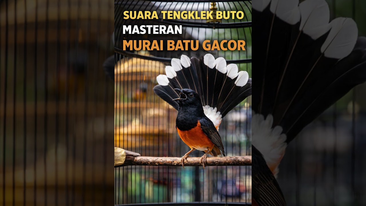 masteran tengkek buto dengan jeda