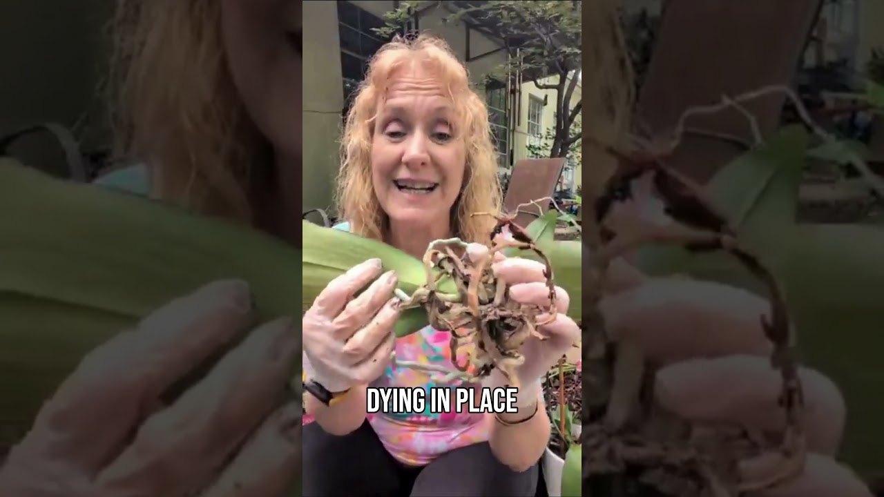 F&uuml;hlen Sie sich im Leben festgefahren? Diese Orchidee erz&auml;hlt die Geschichte 🌸