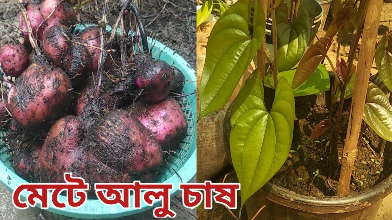 মেটে আলু চাষ। টব জাতীয় পাত্রে মেটে আলু/ গাছ আলু চাষ পদ্ধতি।grow purple yam!@ARUN MANDAL grower