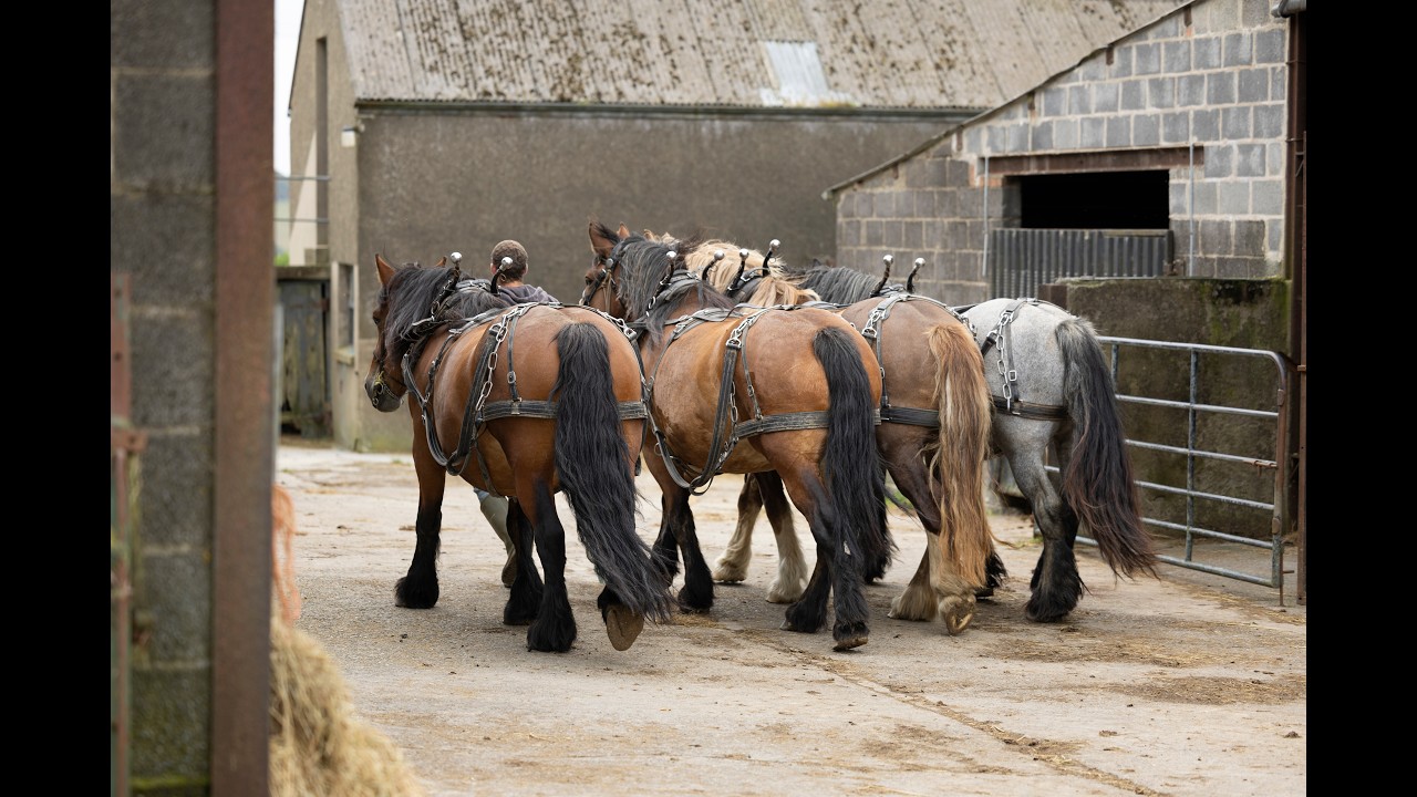10 Years of Working Horses