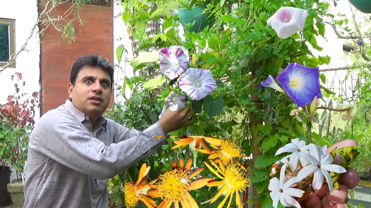 Mere Garden Main Ktni Flower Vines Hain or Un K Nam Kya Hain fast growing flowering vines perennials
