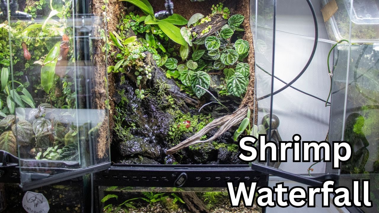 Building a Waterfall Paludarium for Shrimp and Rare Plants!