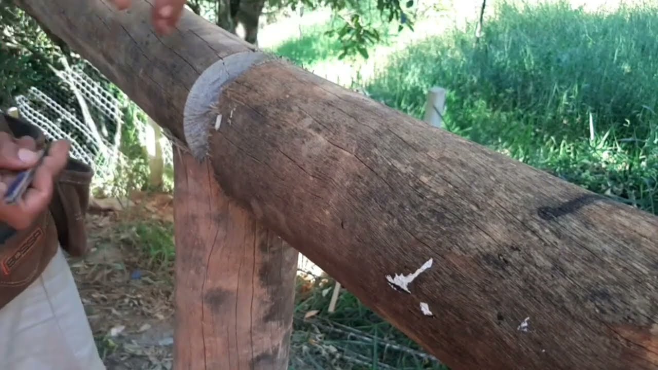 ESSA É A MANEIRA MAIS PARA TRABALHAR COM EUCALIPTO TRATADO