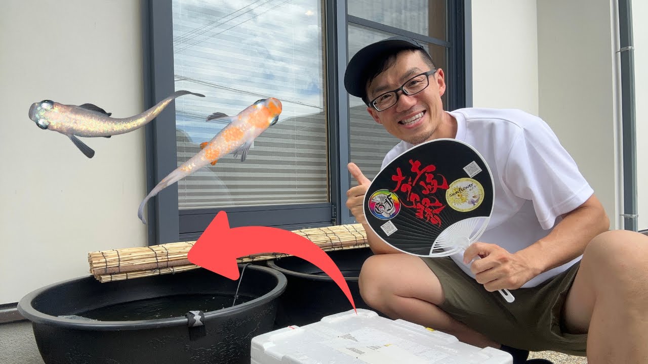 Welcoming New Medaka from Japan’s Biggest Ricefish Event | 4K Video