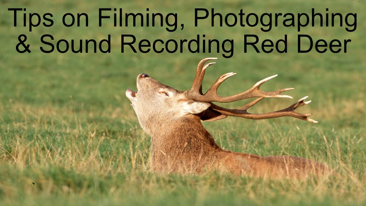 Get Ready For The Rut - Tips on Filming, Photographing & Sound Recording Red Deer (Part 1)