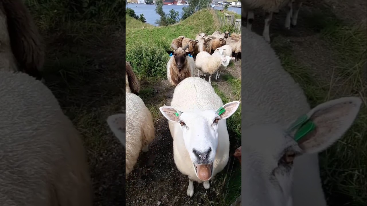 KOYUNLAR l ME MEE MEEE 🐑 #shorts #sheep #sheeps #koyun #vlog #keşfet #tiktok #hepsiger&ccedil;ek