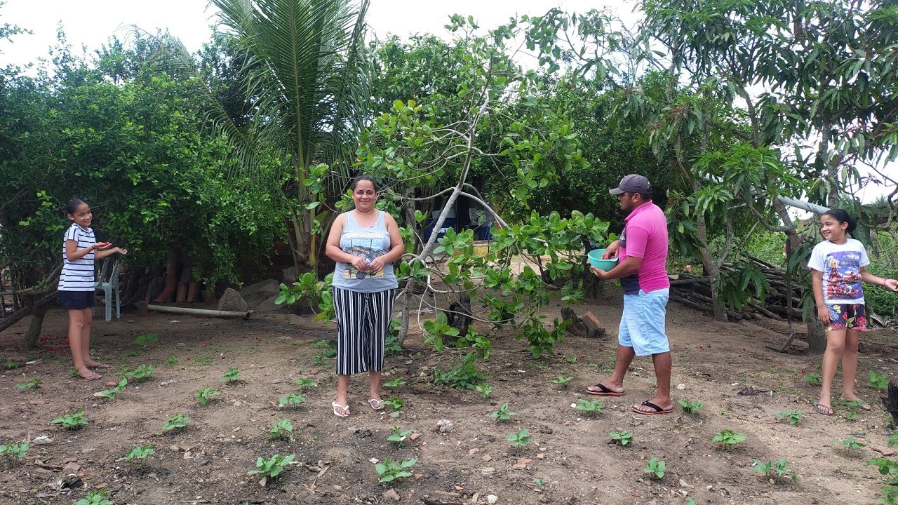um grande mutirão na colheita de frutas no interior da Paraíba 