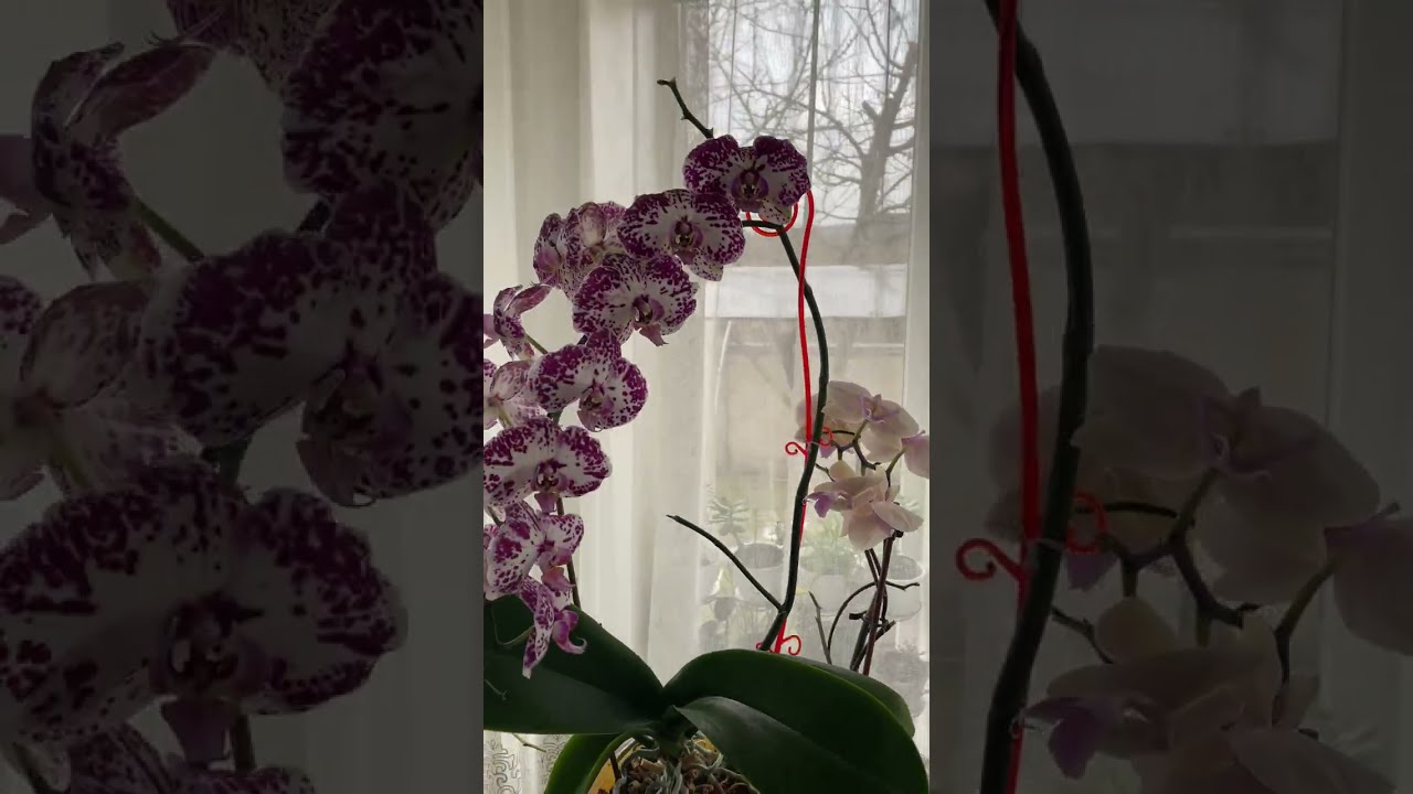 Кімнатні квіти огляд.Квіти яких я боялася!