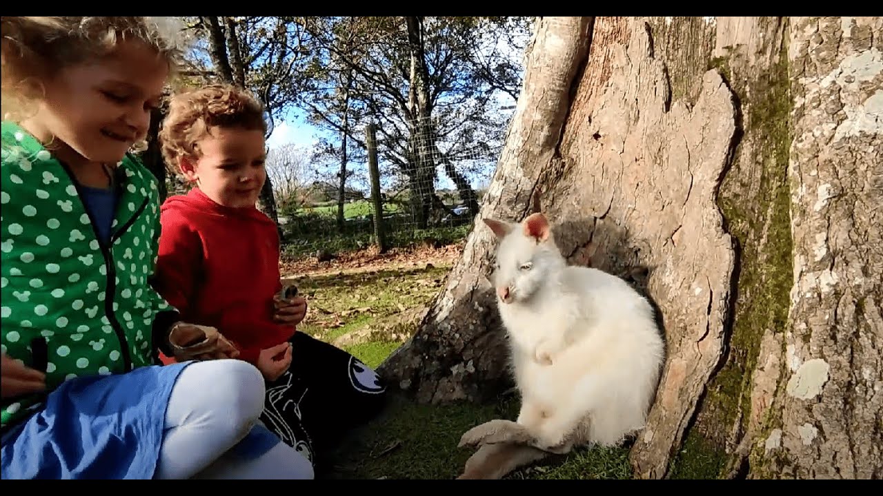 Manor Wildlife Park 🦘🦏🐯 Family Safari with Wallabies & Rhinos