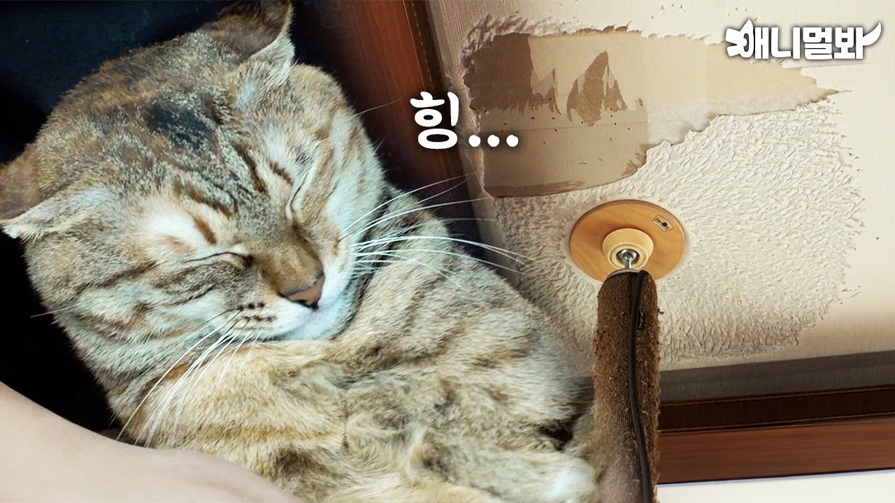 Почему кошка съела обои, которые она порвала...