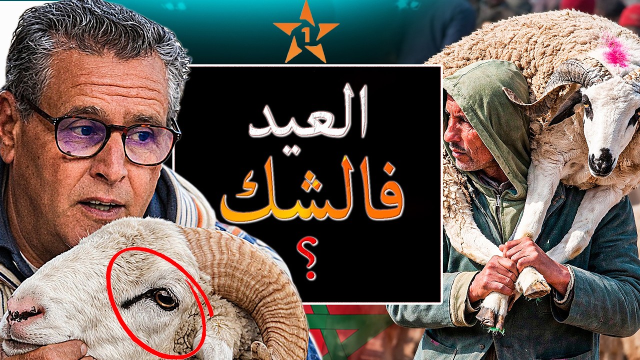شنو واقع فثمن الحولي الصردي قبل عيد الأضحى؟ ارتفاع مهول… واش كاين توجه للإلغاء؟