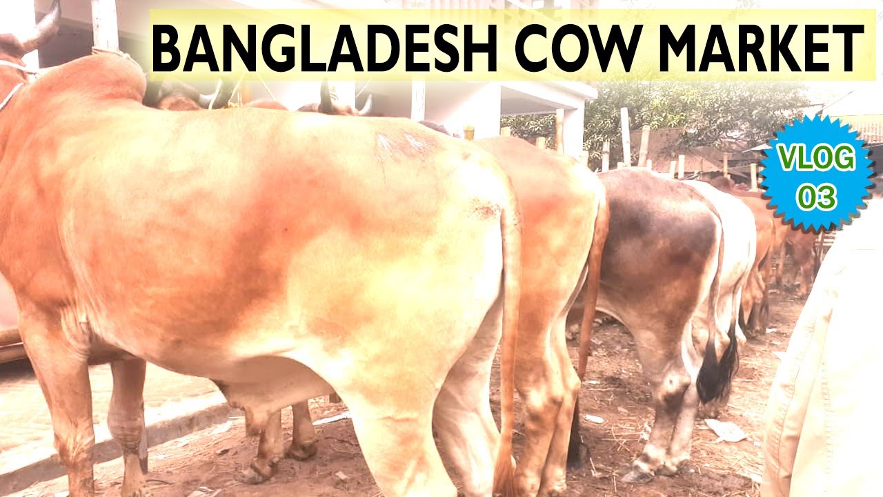 COW MARKET IN BANGLADESH: Cow market vlog #3