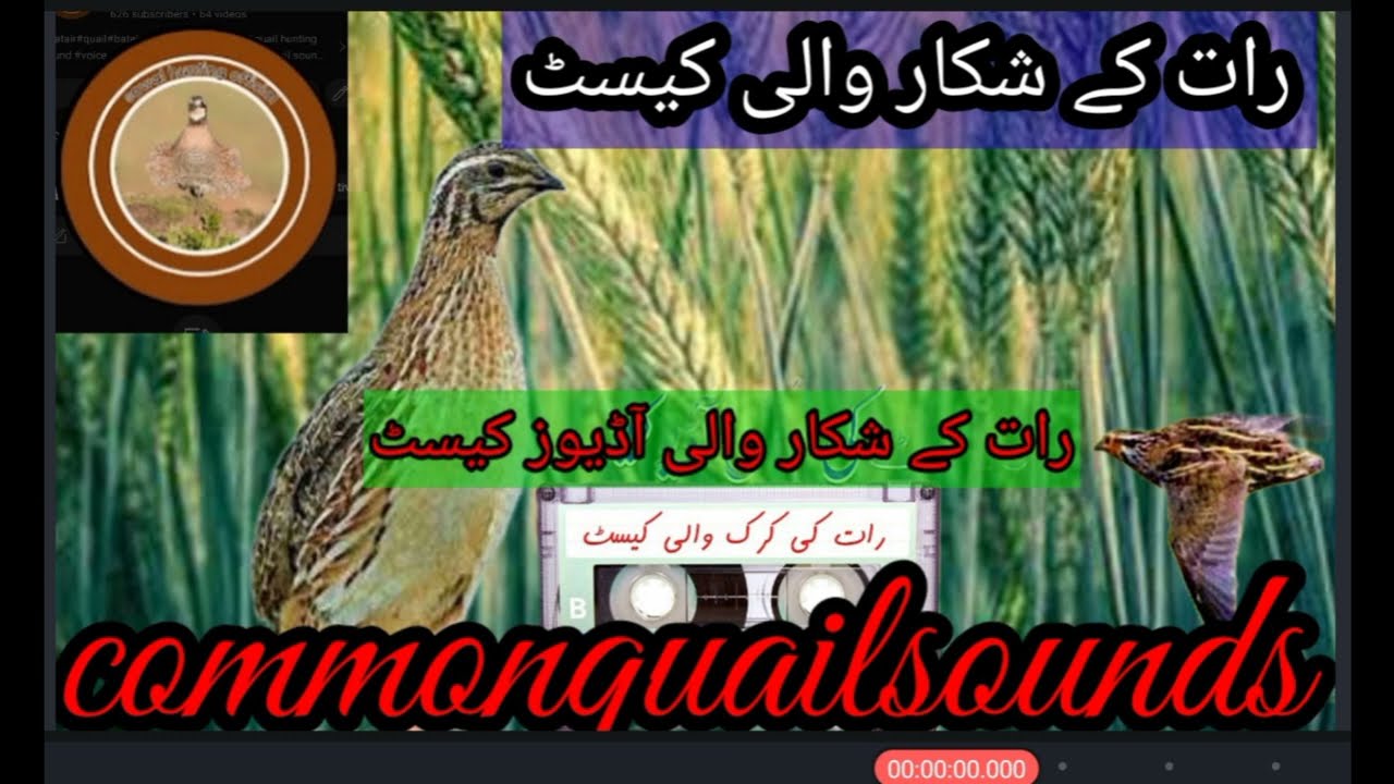 batair ki Raat Wali awaz//quail sound for night//batair hunting sound/@Sawalhunting-sn9vs