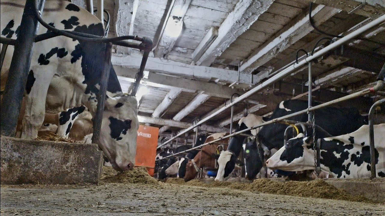Another Day Dairy Farming In Ontario.