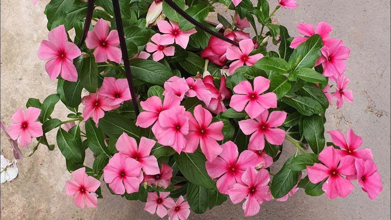 7 COISAS SOBRE A FLOR VINCA DE MADAGASCAR PARA JARDIM EM CASA