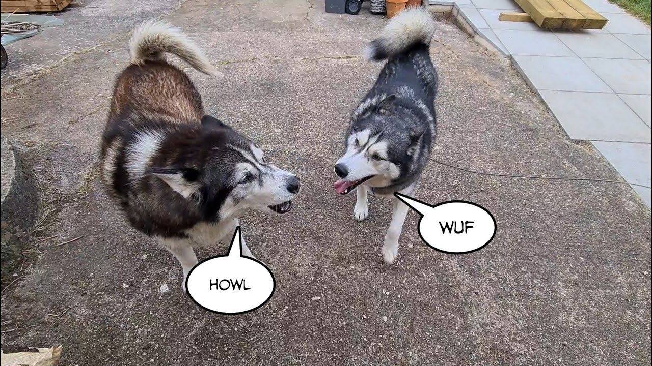 Husky tells best friend off for not Howling properly