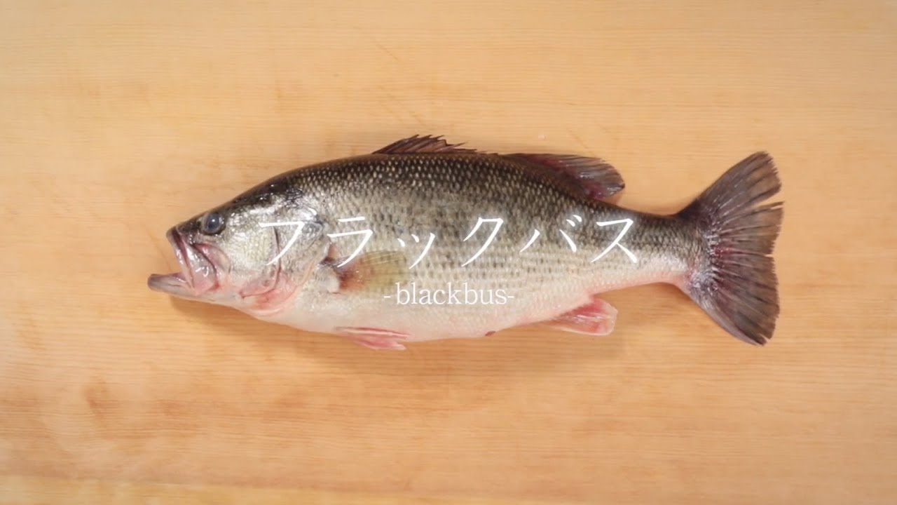ブラックバスのさばき方 - How to filet black bass -｜日本さばけるプロジェクト（海と日本プロジェクト）