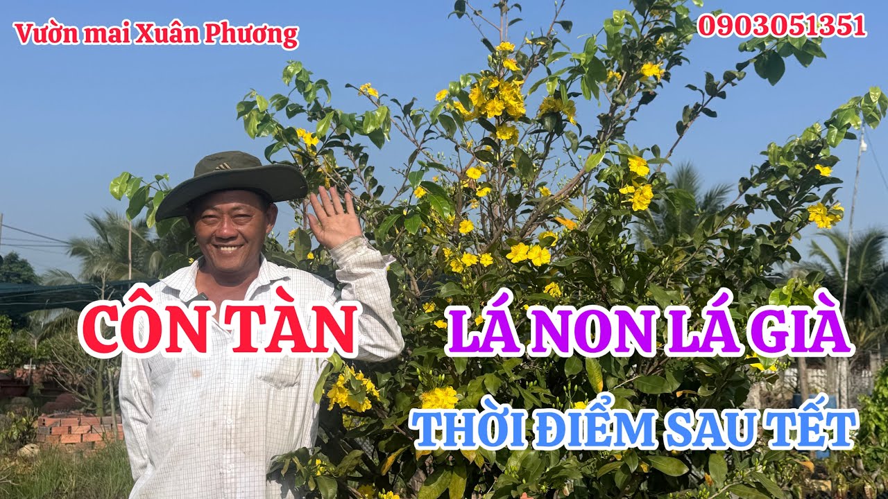 CHIA SẺ CÁCH CÔN TÀN THỜI ĐIỂM SAU TẾT-Vườn mai Xuân Phương 