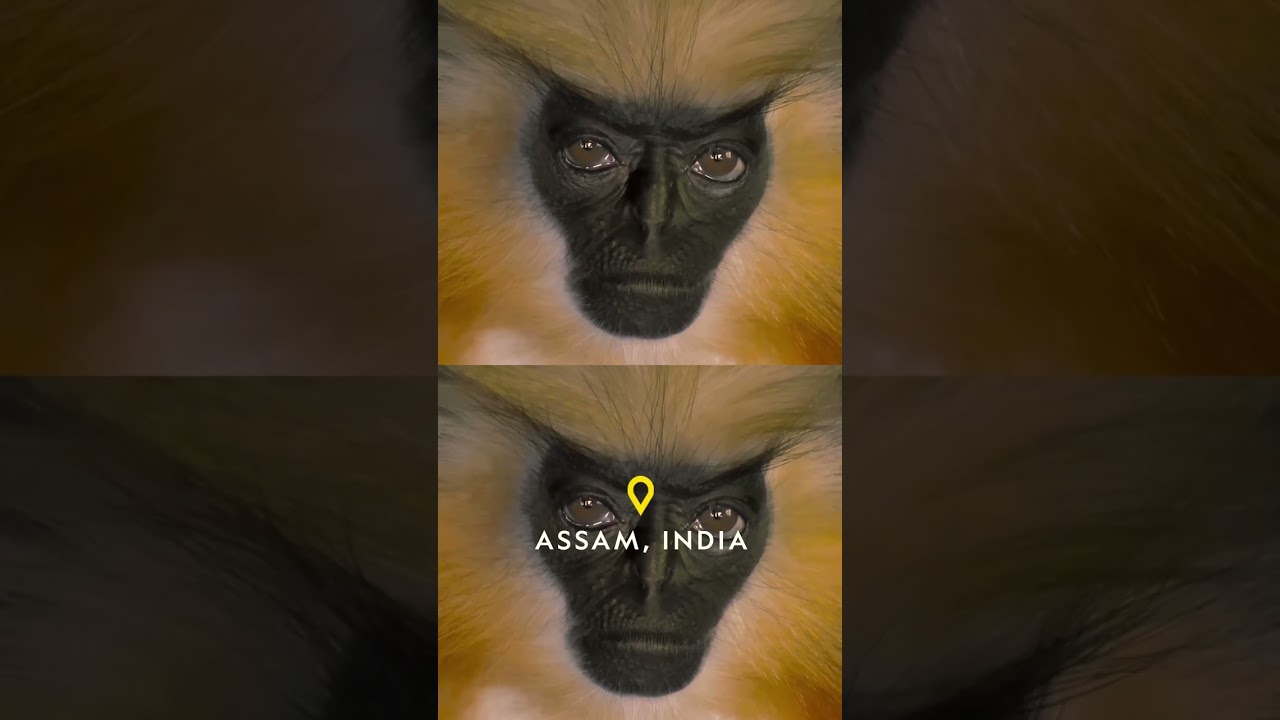 This golden langur knows things you don&rsquo;t 🤫 #PhotoArk #Shorts